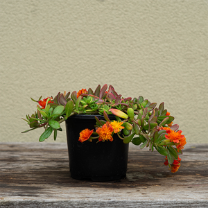 Portulaca 'Double Orange' 4"