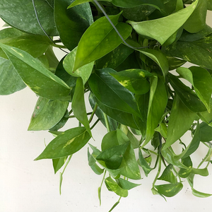 Pothos 'Golden' 6" Hanging Basket