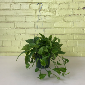 Pothos 'Golden' 6" Hanging Basket