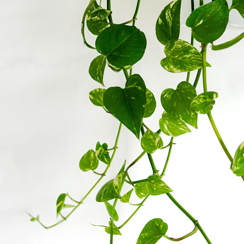 Pothos 'Golden' 8" Hanging Basket