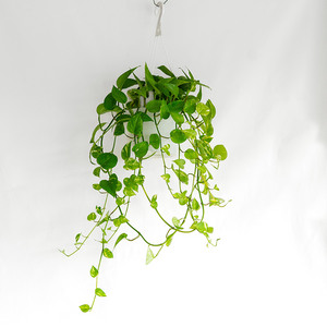 Pothos 'Golden' 8" Hanging Basket