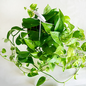 Pothos 'Golden' 8" Hanging Basket