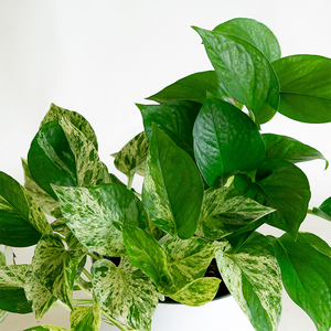Pothos 'Marble Queen' 6"