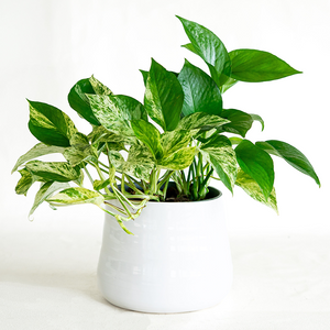 Pothos 'Marble Queen' 6"