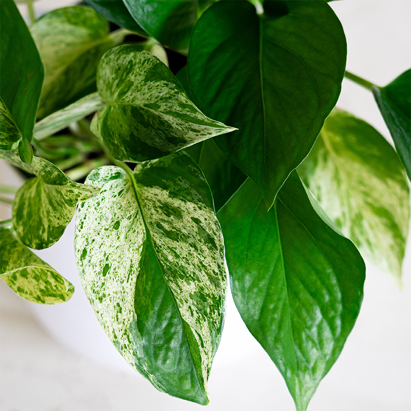 Pothos 'Marble Queen' 6"