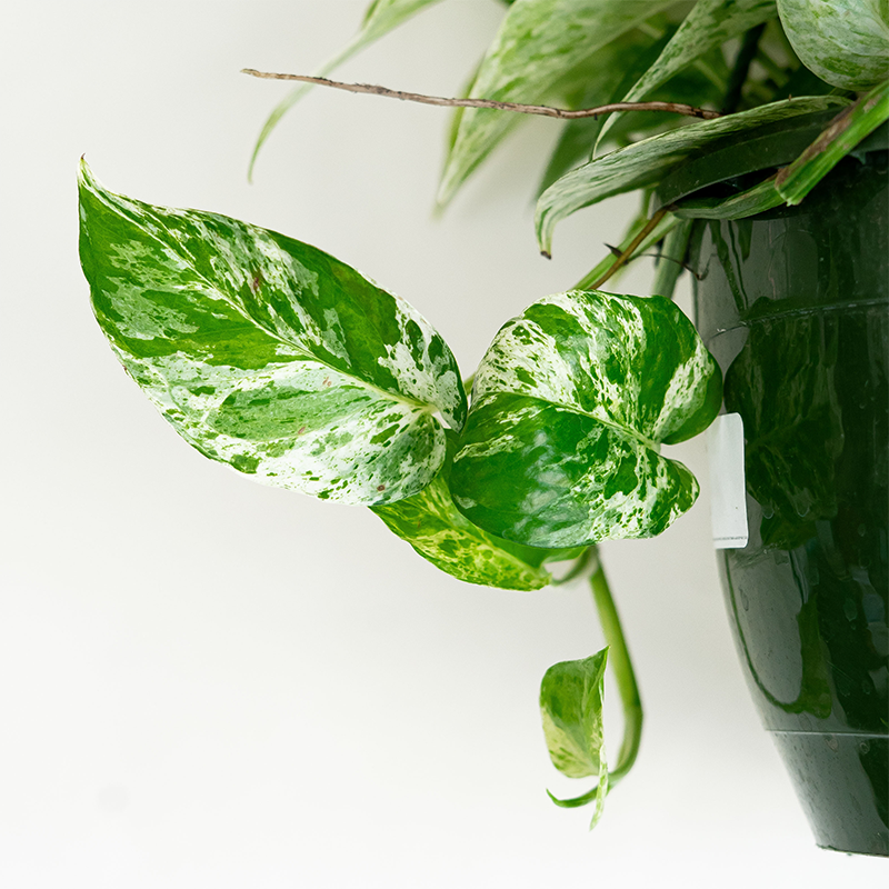 Pothos 'Marble Queen' 8" Hanging Basket