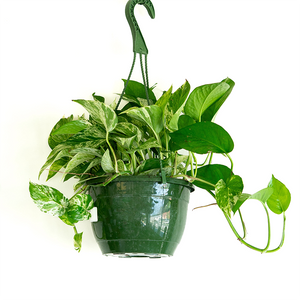 Pothos 'Marble Queen' 8" Hanging Basket