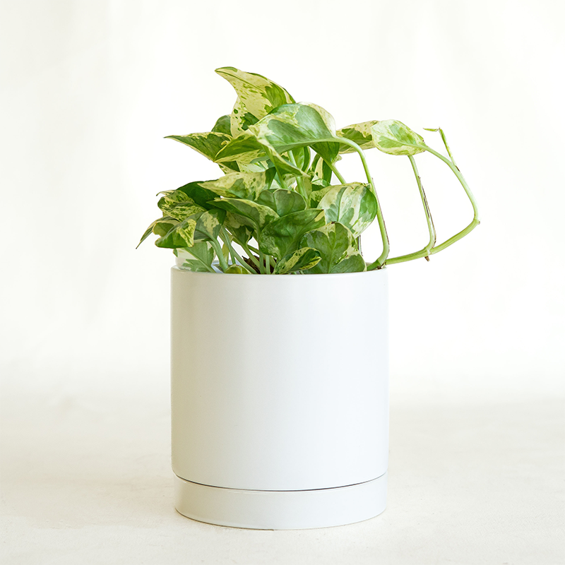 Pothos 'N Joy' 4"
