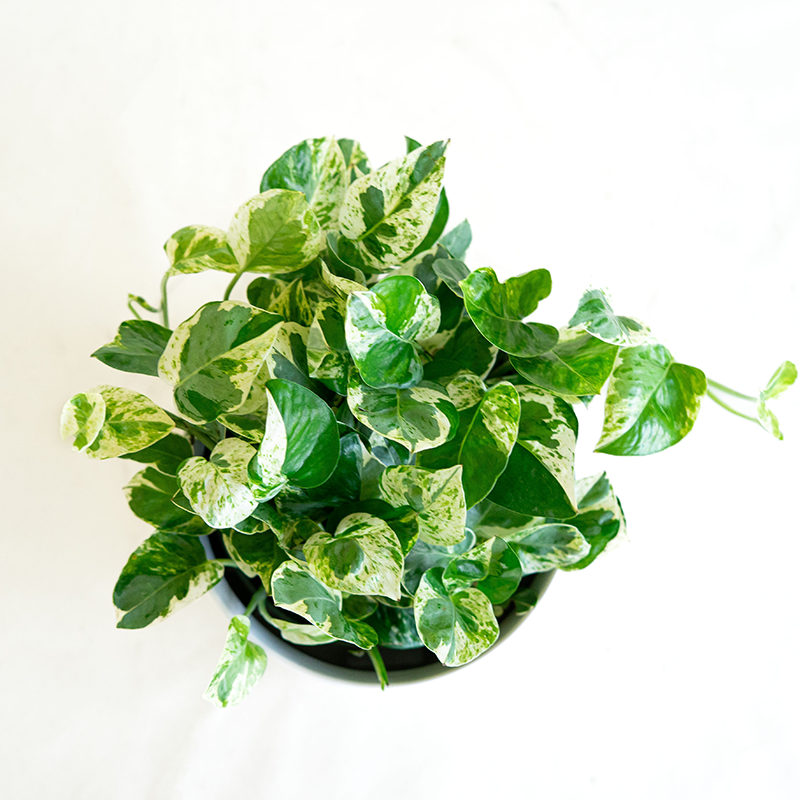 Pothos 'N Joy' 6"