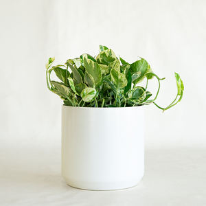 Pothos 'N Joy' 6"