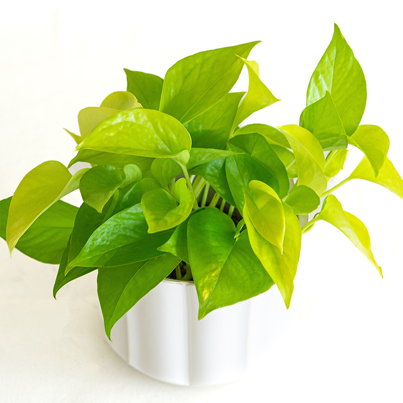 Pothos 'Neon'