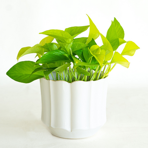 Pothos 'Neon'