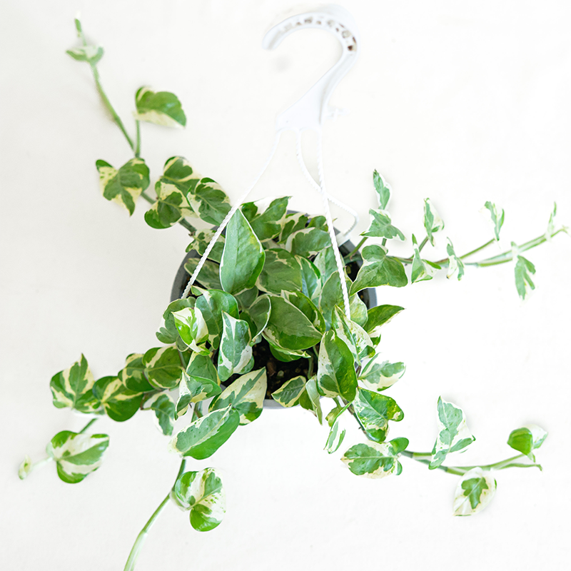Pothos 'Pearls & Jade' 6" Hanging Basket