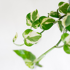 Pothos 'Pearls & Jade' 8" Hanging Basket