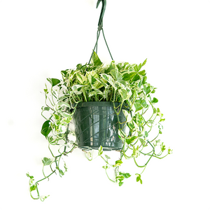 Pothos 'Pearls & Jade' 8" Hanging Basket