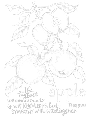 Folklore Apple Coloring