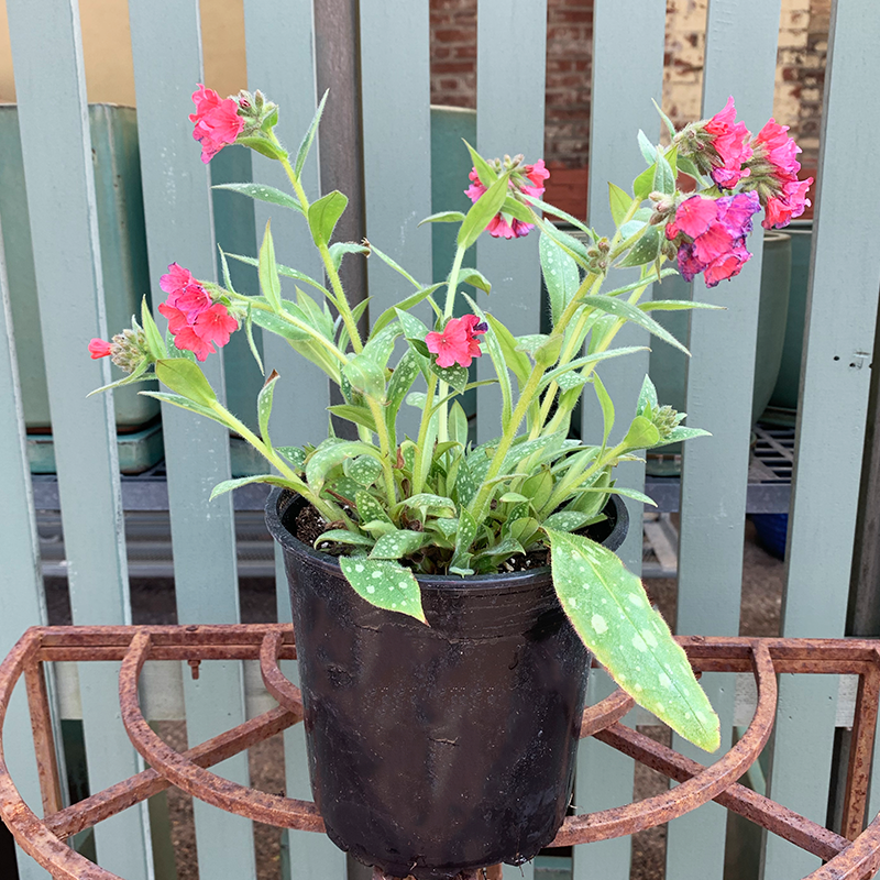 Pulmonaria 'Shrimps on the Barbie' G01
