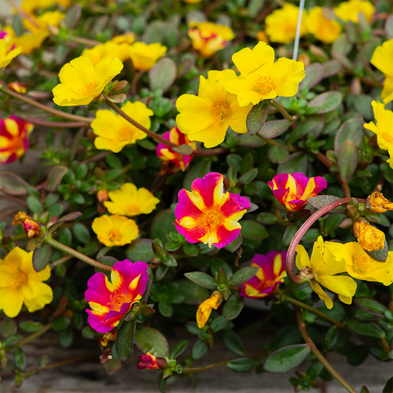 Purslane Rio Grande Raspberry Lemonade 10" Hanging Basket