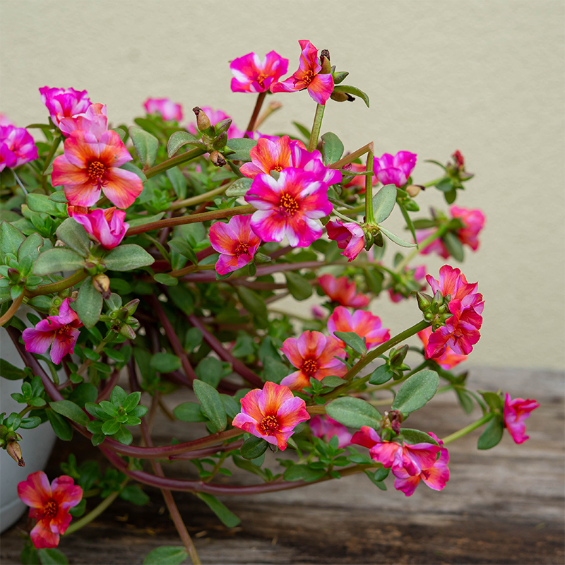 Purslane Rio Grande Strawberry Frosted 10" Hanging Basket