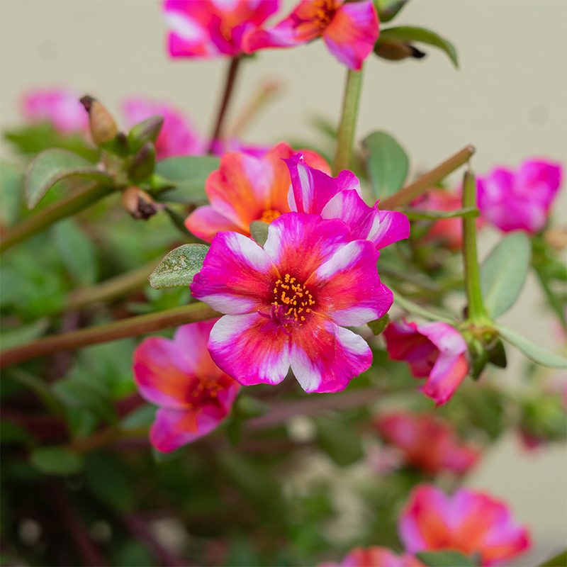 Purslane Rio Grande Strawberry Frosted 10" Hanging Basket