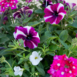 Raspberry Sorbet 10" Hanging Basket