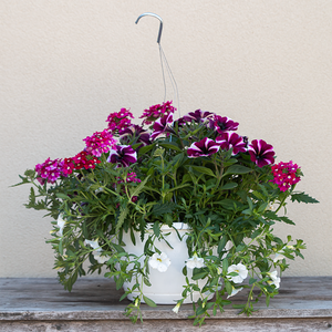 Raspberry Sorbet 10" Hanging Basket