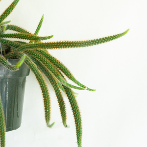 Rat Tail Cactus 6" Hanging Basket