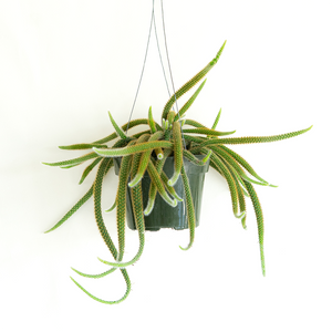 Rat Tail Cactus 6" Hanging Basket