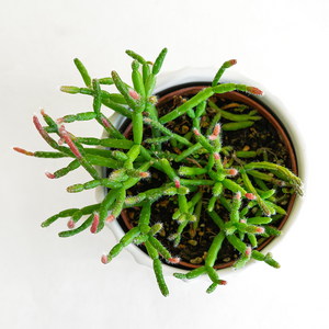Rhipsalis baccifera 4"