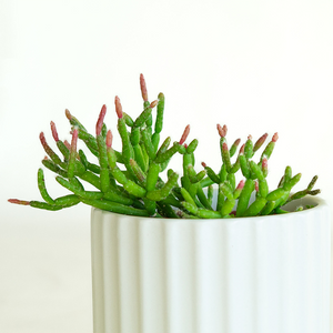 Rhipsalis baccifera 4"