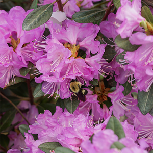 Rhododendron 'Lee's Dark Purple'