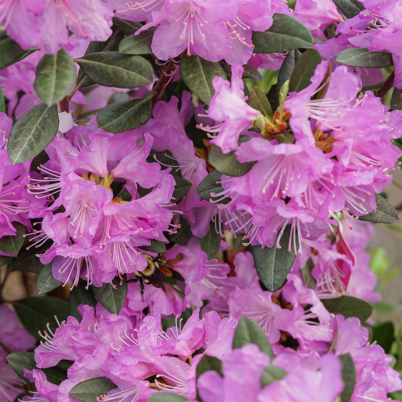 Rhododendron 'Lee's Dark Purple'