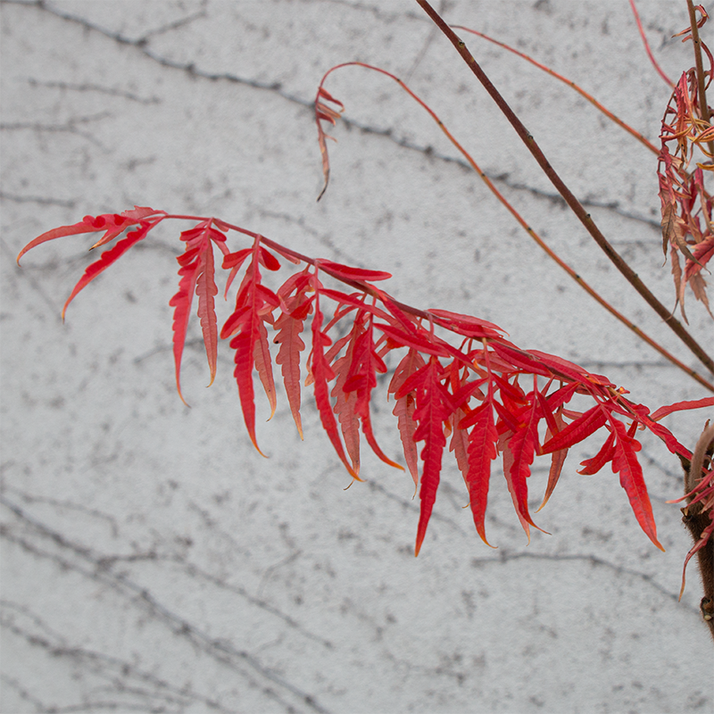 Rhus 'Tiger Eyes'