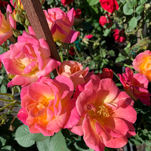 Rosa 'Joseph's Coat'