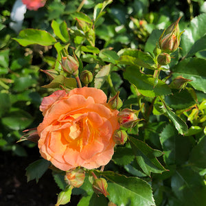 Rosa 'Peach Drift'