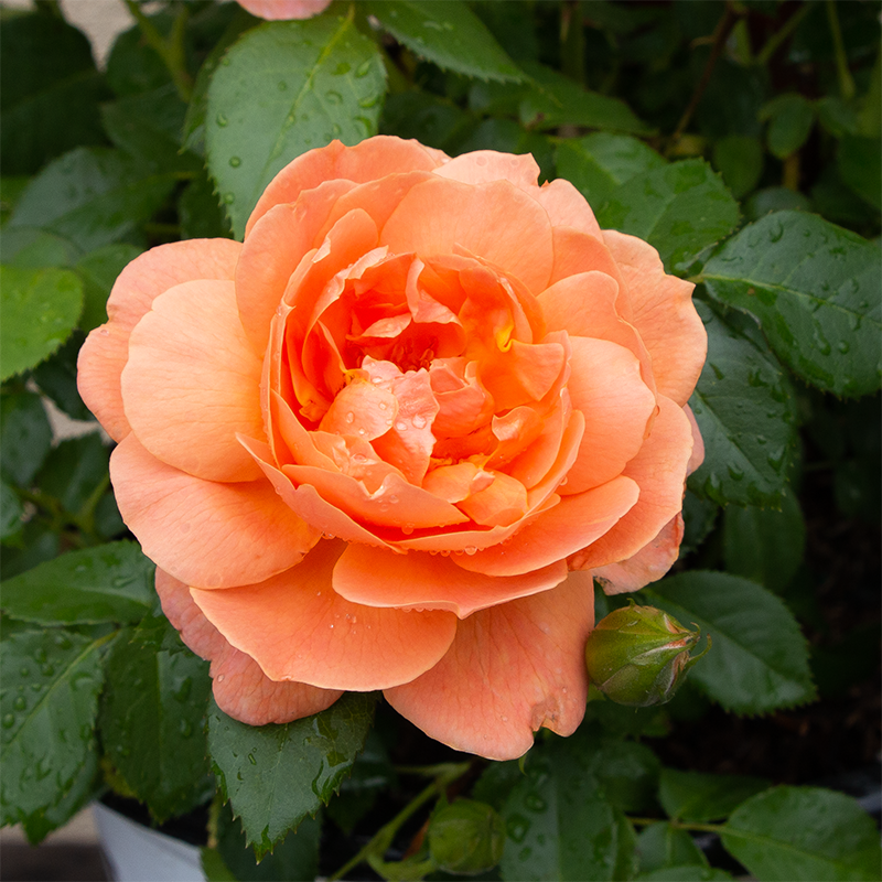 Rosa 'At Last'