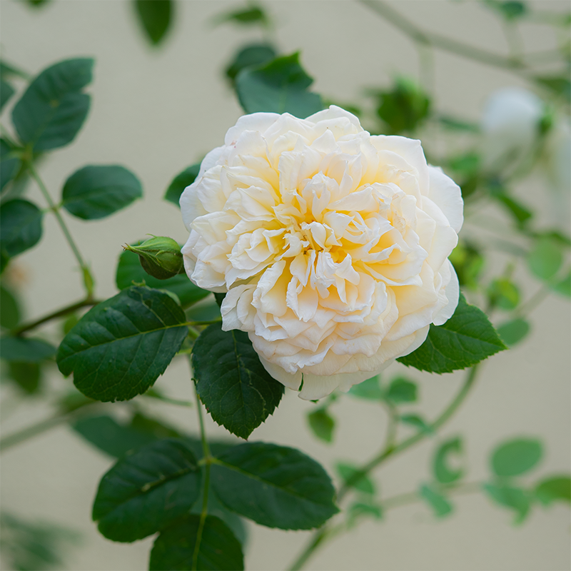 Rosa 'Bathsheba'