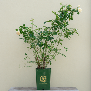 Rosa 'Bathsheba'