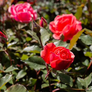 Rosa 'Coral Knock Out'
