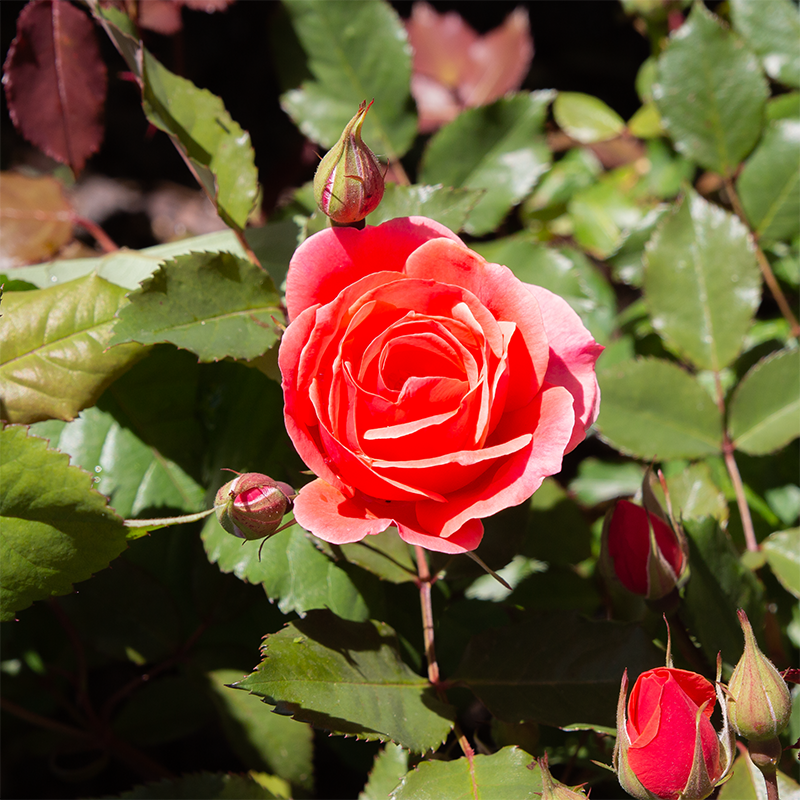 Rosa 'Coral Knock Out'