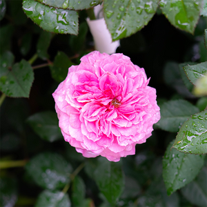 Rosa 'Gabriel Oak'