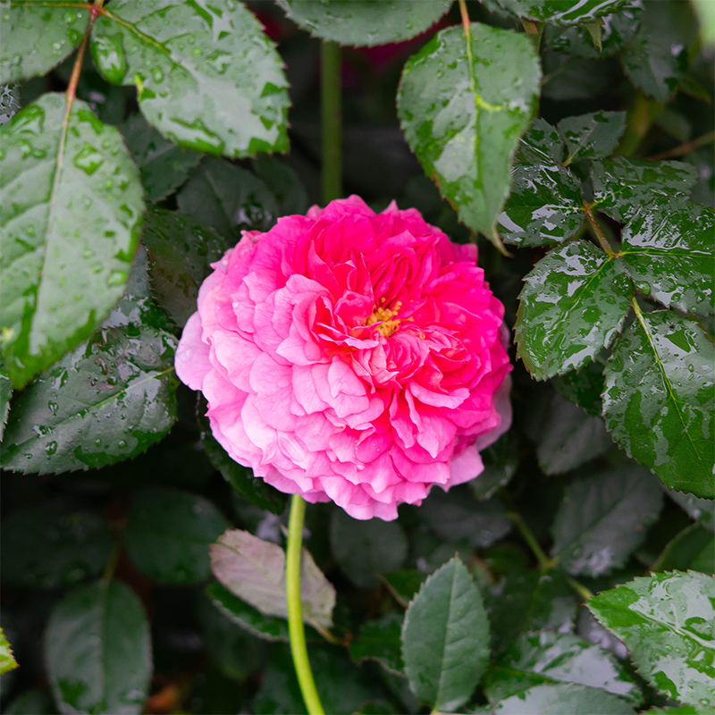 Rosa 'Gabriel Oak'