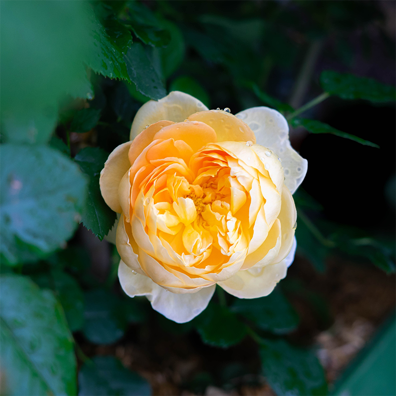 Rosa 'Golden Celebration'