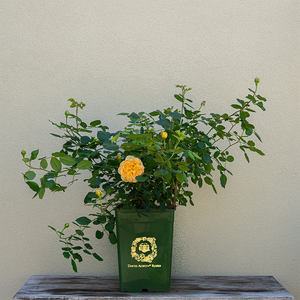 Rosa 'Golden Celebration'