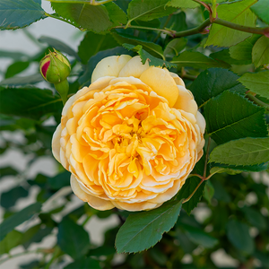 Rosa 'Golden Celebration'