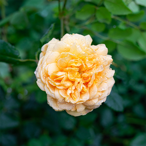 Rosa 'Golden Celebration'