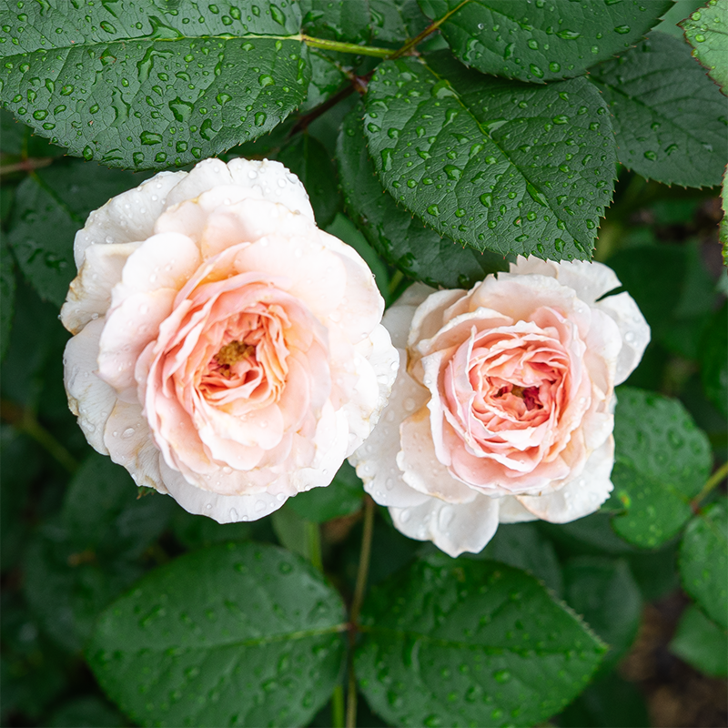 Rosa 'James Galway'