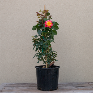 Rosa 'Joseph's Coat'