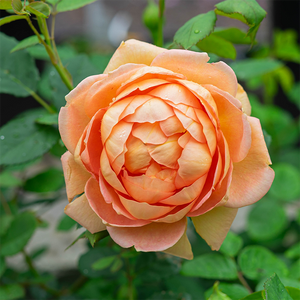 Rosa 'Lady of Shalott'