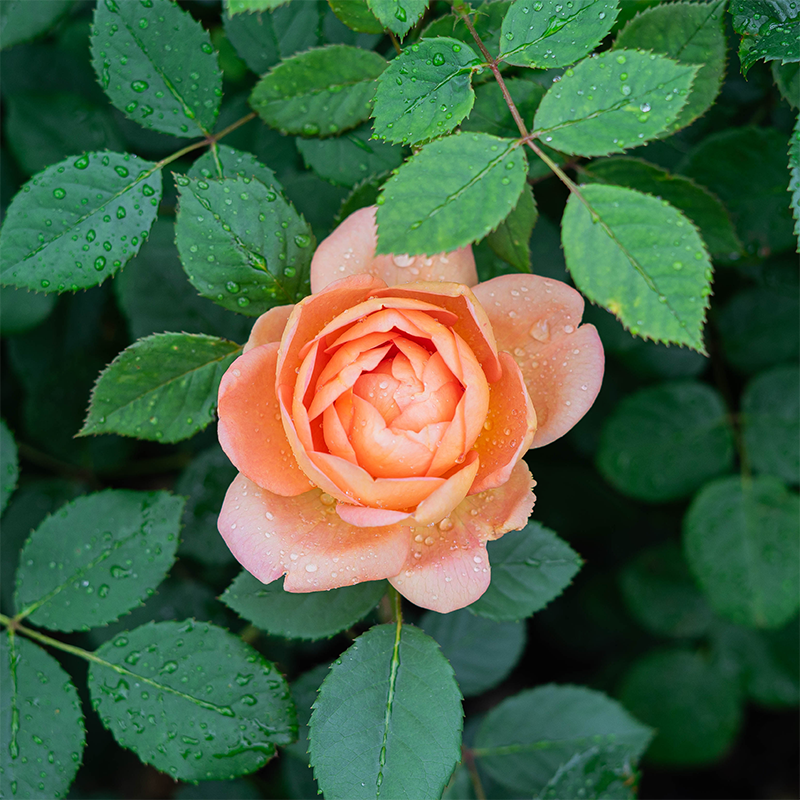 Rosa 'Lady of Shalott'
